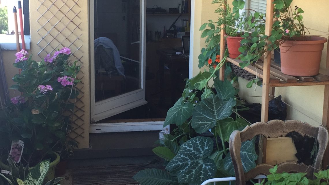 Mini potager : quels légumes planter sur votre balcon