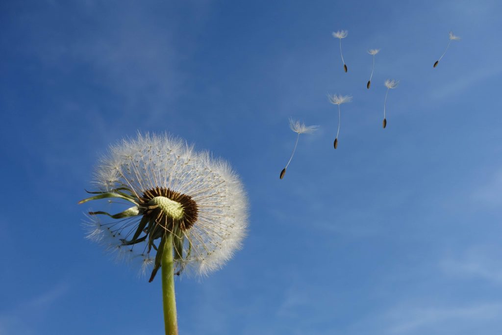 fleur qui s'envole